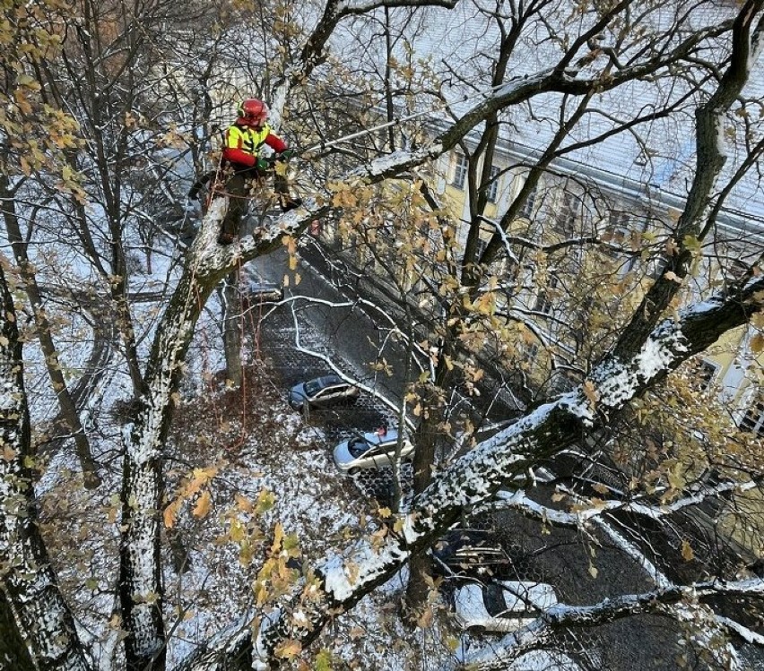 Widowiskowa pielęgnacja drzew w Lesznie. Alpiniści wdrapali się na drzewa rosnące na placu Kościuszki                            
