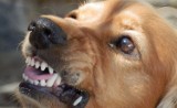 Agresywny pies pogryzł w Pleszewie 52-letniego mężczyznę