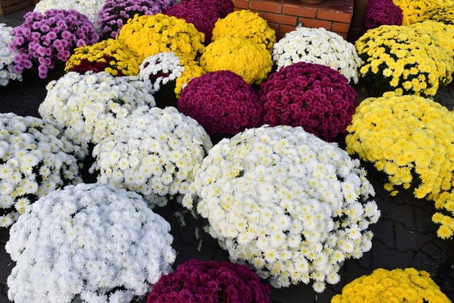 W piątek, 28 października, pińczowskie targowisko opanowali sprzedawcy kwiatów, dekoracji, zniczy i innych przedmiotów związanych ze zbliżającym się dniem Wszystkich Świętych. Zobacz w galerii, co można było kupić. 
>>>Więcej na kolejnych slajdach