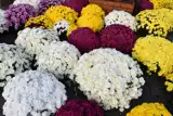 Kwiaty, dekoracje i znicze na Wszystkich Świętych na targu w Pińczowie. Szeroki wybór. Zobacz zdjęcia