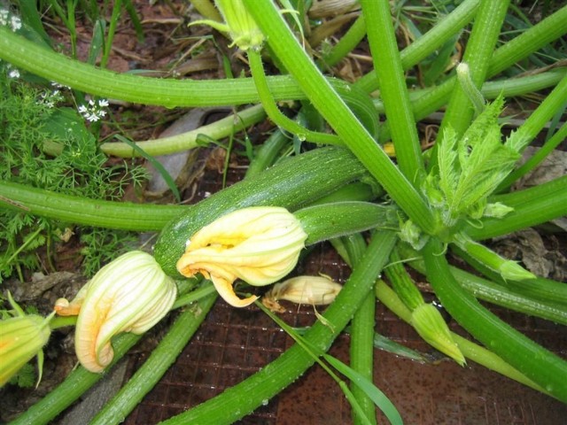 Cukinia posiada kwiaty żeńskie (na zdjęciu), mające grube łodygi z kt&oacute;rych potem tworzą się owoce cukinii. Natomiast kwiaty męskie mają cienkie łodygi. Fot. Isabella Degen