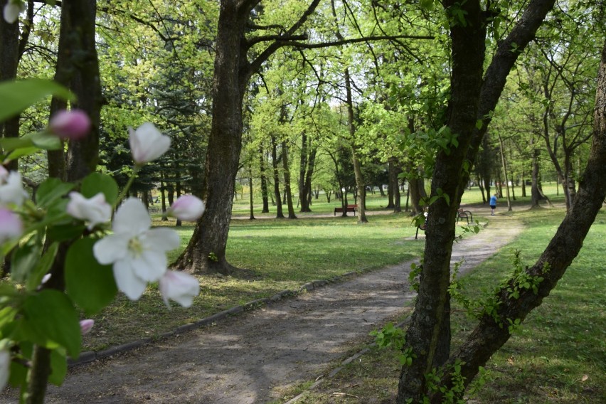 Park Modrzewie. 5 idealnych miejsc na wiosenny spacer w Elblągu