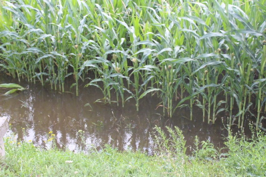 Podtopienia upraw rolnych w gminie Radziejów [zdjęcia]