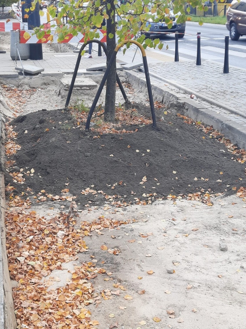 Więcej zieleni w trzech warszawskich dzielnicach. Władze stolicy zapowiadają ekologiczną transformację. Zmiany jeszcze w tym roku