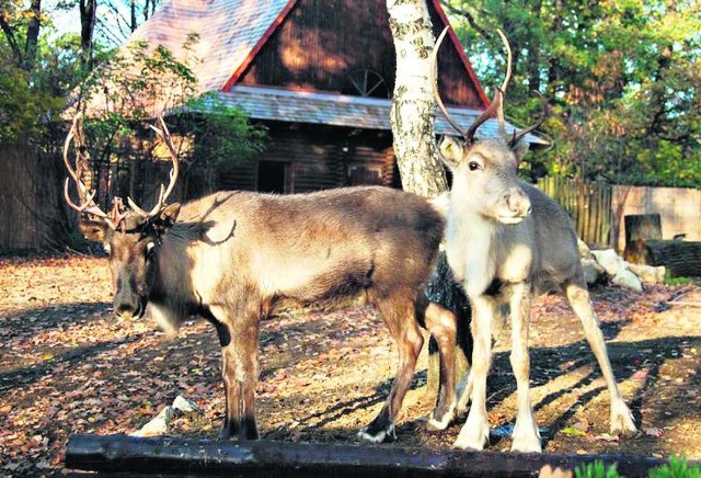 Te specyficzne jelenie są gatunkiem wymagającym i bardzo trudnym w hodowli poza naturalnymi terenami