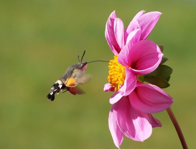 Fruczak gołąbek to motyl (ćma), który jest nazywany polskim kolibrem.