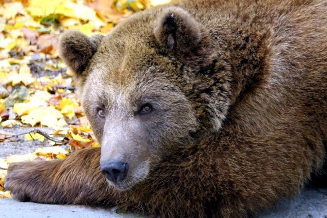 Znęcali się nad niedźwiedziem Baloo. Cyrkowi treserzy skazani w Jastrzębiu-Zdroju
