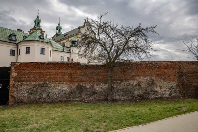 Ktoś próbował zniszczyć drzewa przy kościele Na Skałce