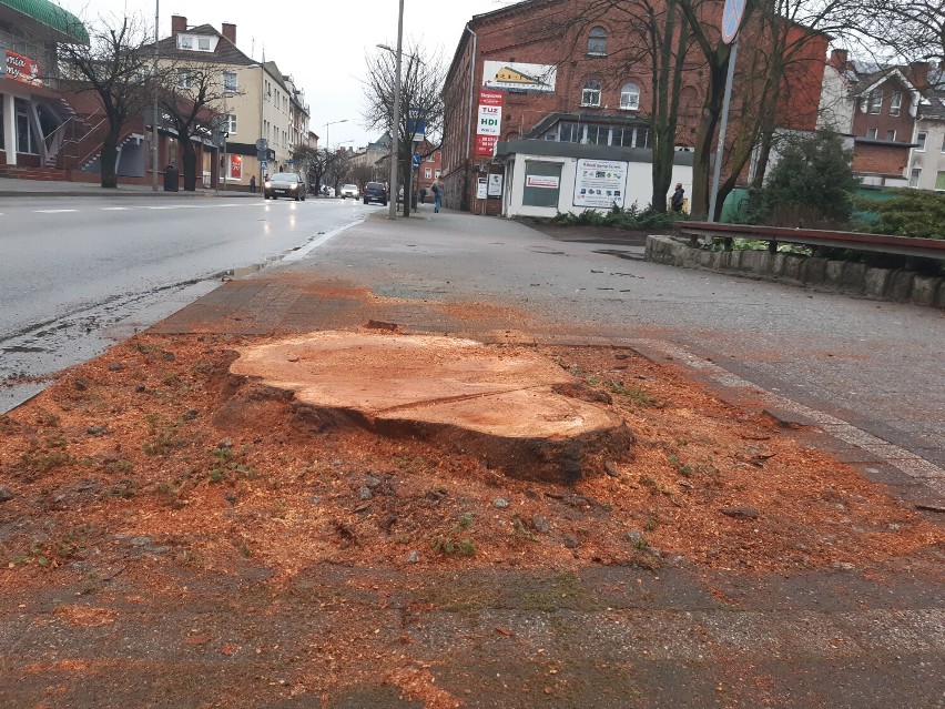 Wycinka drzew w centrum Goleniowa. Zniknęły wiśnie japońskie