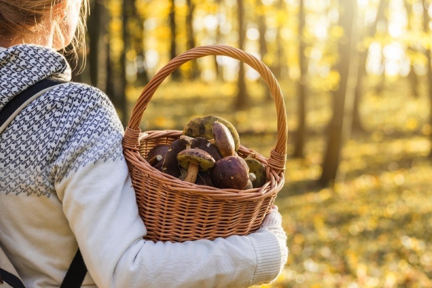 Wybierajmy się do lasów, które są nam znane i znajdują się w...