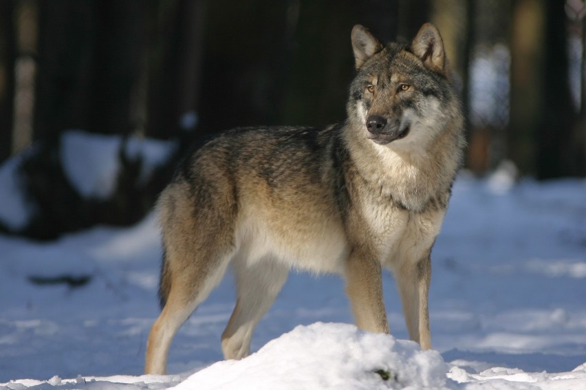 Akcja WWF Polska "Zawyj dla wilka"