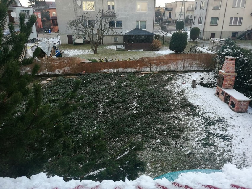 Ktoś perfidnie wyciął dorodne drzewa na cudzej posesji w Żukowie. Sprawę bada policja