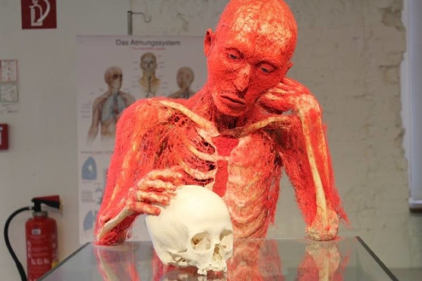 Body Worlds: Rzeźby z ludzkich ciał w Poznaniu