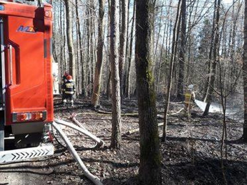 Pożary lasów w Dzierżążnie i Karwacji - służby nie wykluczają podpaleń