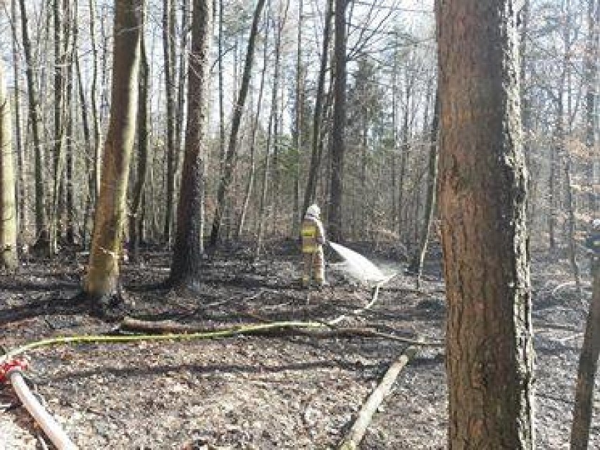 Pożary lasów w Dzierżążnie i Karwacji - służby nie wykluczają podpaleń