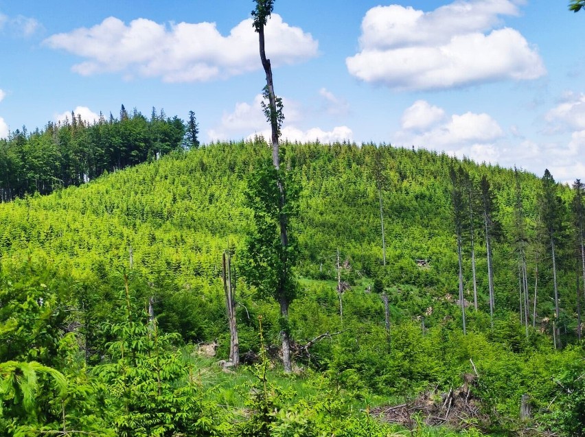 Hala Rycerzowa to jedno z najbardziej klimatycznych miejsc w naszym powiecie! Zobacz ZDJĘCIA pięknego beskidzkiego krajobrazu!