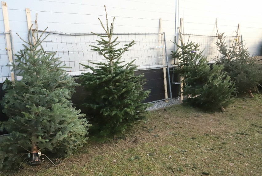 Na targowisku Korej w Radomiu wciąż można kupić choinki. Tuż...