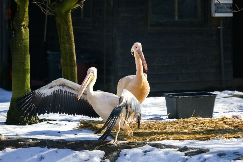 W krakowskim zoo już prawie wiosna