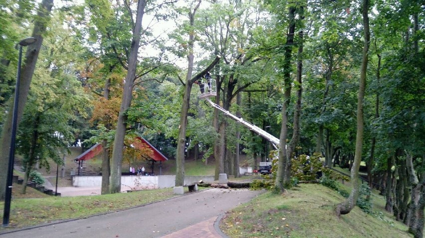 Cięcie drzew w Parku Miejskim