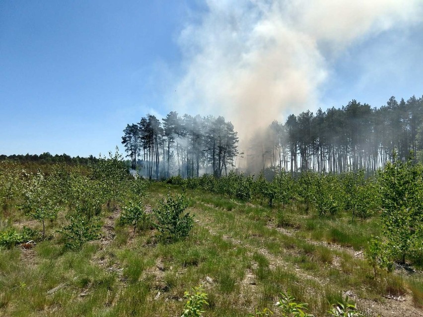 Pożary lasów w regionie. Jest duże zagrożenie 