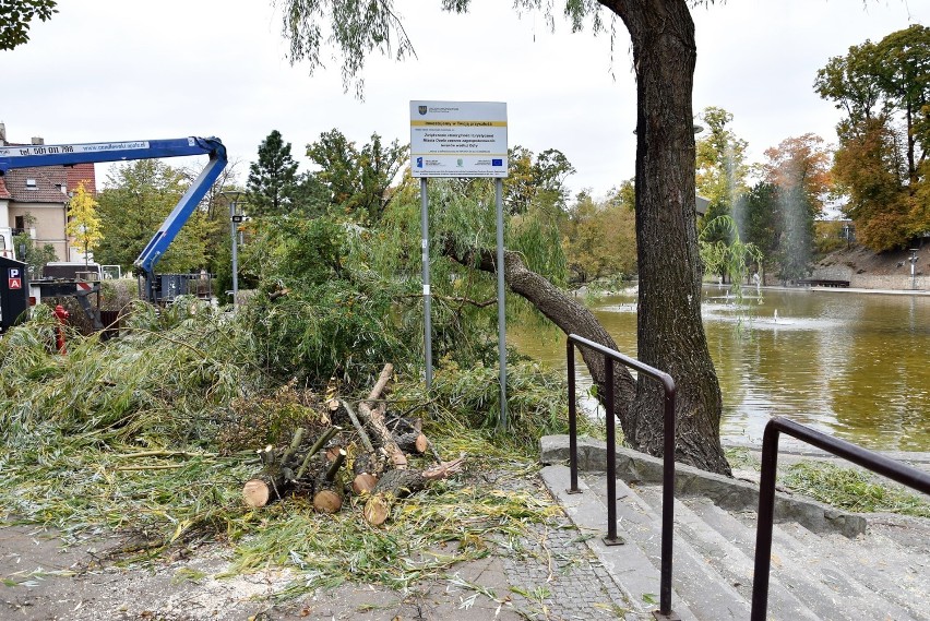 Wierzba nad Stawem Zamkowym w Opolu mocno okrojona. Co będzie dalej? [ZDJĘCIA]