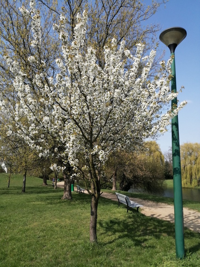 Piękna wiosna w Parku Przyjaźni w Kaliszu