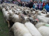 Owce pojawię się w Węgierskiej Górce