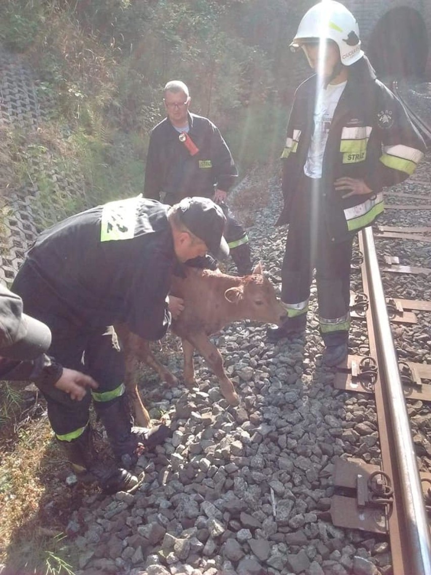 Krowa ocieliła się w tunelu kolejowym. Musieli pomóc strażacy (ZDJĘCIA)