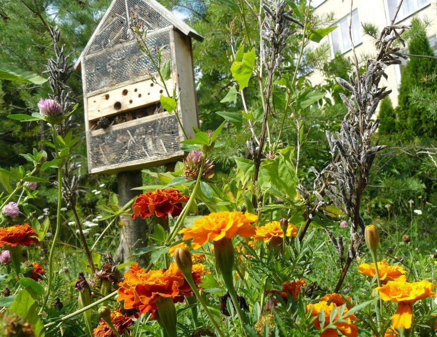 Tajemniczy ogród dla pszczół. SP nr 6 w Chełmie laureatem konkursu