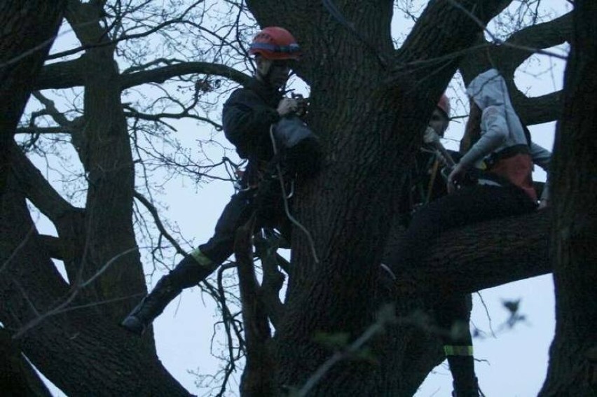 Zadziwiające interwencje - strażacy ściągali z drzewa...