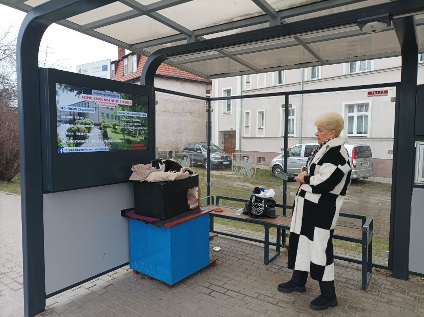 Pani Jolanta Biernacka opiekuje się przystankowym kotem ze...