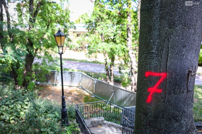 Sprzeciwiają się wycince drzew przy Zamku Książąt Pomorskich w Szczecinie. Jest apel