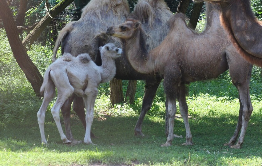 Warszawskie zoo ma nowego mieszkańca. Pracownicy powitali na świecie wielbłąda Mańka. Na razie przebywa z dala od zwiedzających