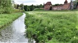 Malbork. Kanał Juranda nieopodal zamku jakby czystszy w tym sezonie. Nie ma już takiego wstydu przed turystami z całego świata