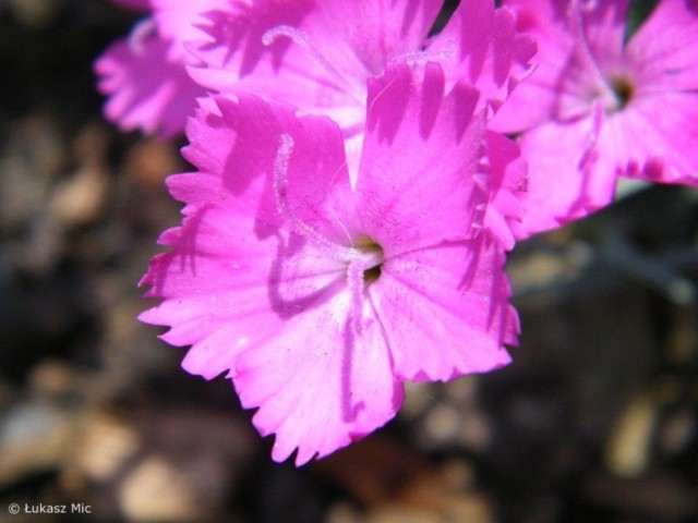 Dianthus Alpinus Rubin. Fot. Łukasz Mic