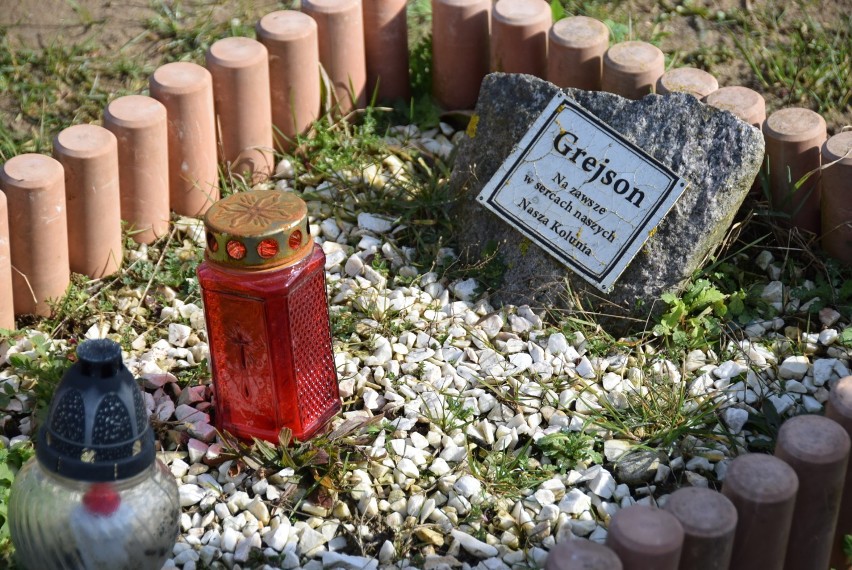 Cmentarz dla zwierząt w Gorzowie.