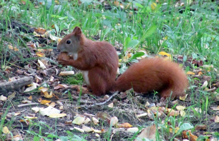 Ruda wiewiórka w Parku Dzieci Wrzesińskich.