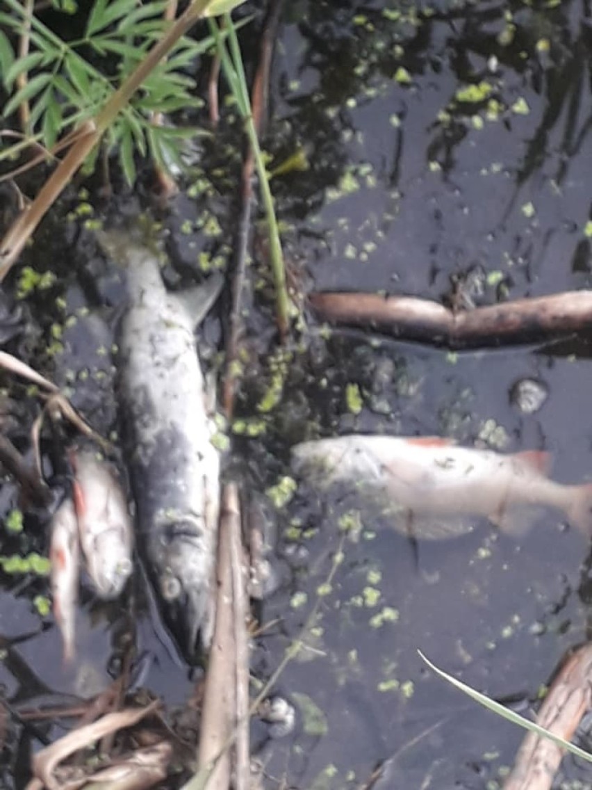 Około 200 martwych ryb w Linawie. Nowodworskie koło PZW zgłasza sprawę do sanepidu
