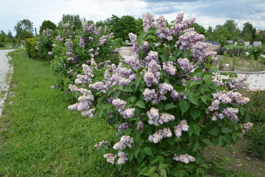 Maj rozpoczyna w kieleckim Ogrodzie Botanicznym najbardziej...