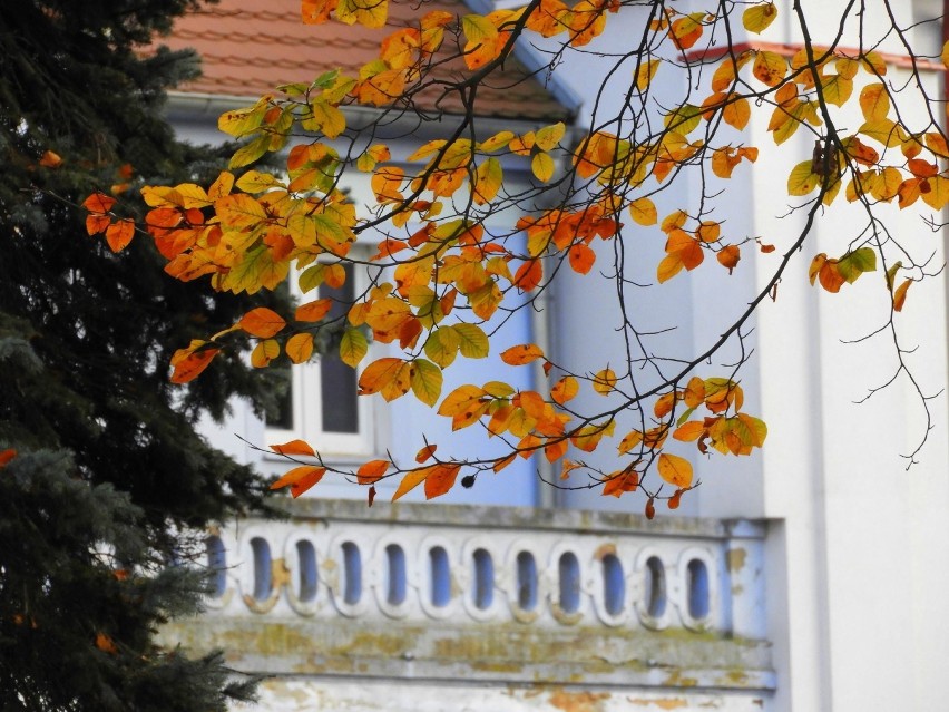 Grabonóg. Przepiękny zabytkowy park w jesiennej odsłonie [ZDJĘCIA] 