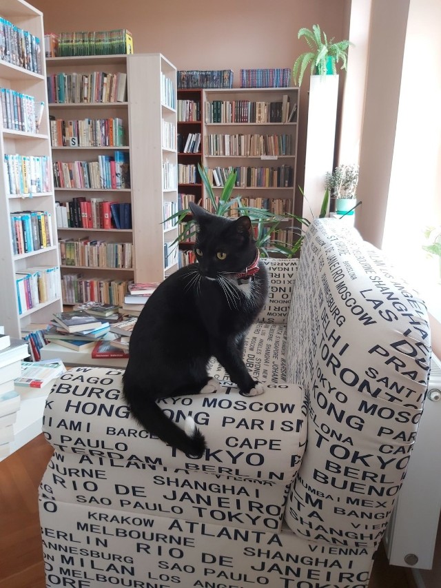 Biblioteczny kot Kropka zaskarbił sobie sympatię czytelników i bibliotekarzy sępoleńskiej książnicy