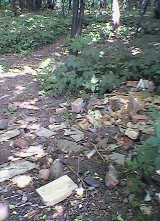 Dąbrowa Górnicza: Lasek przy ulicy Konopnickiej znów pełen odpadków