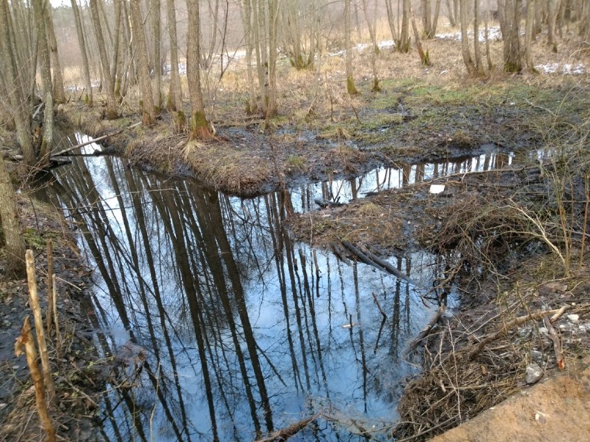 Pomysł na spacer w Wejherowie i okolicach. Trasa Miga-Orle-Miga i Szlak Wejherowski