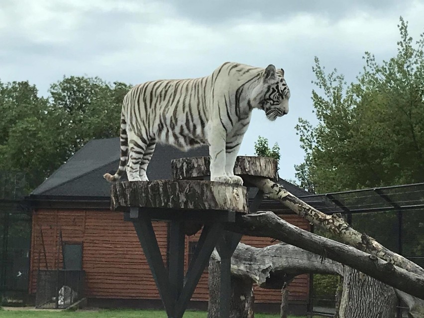 Dzień Dziecka z egzotycznymi zwierzętami w ZOO Safari w Borysewie. Pamiętasz jak tam jest fajnie? ZDJĘCIA