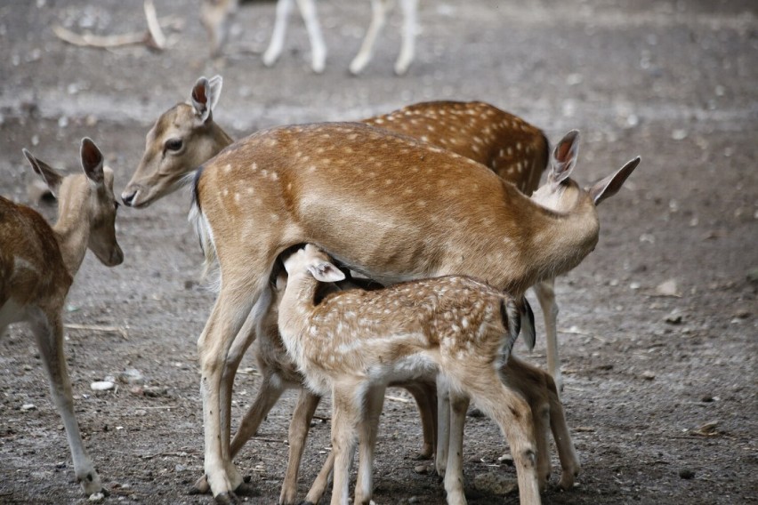 11 danieli urodziło się w mini zoo w Koninie