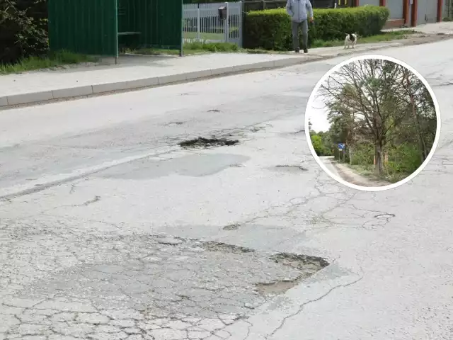 Dziury na drodze i uschnięte drzewa są niemałym problemem na ulicy Chorzowskiej w Kielcach. Zobacz więcej na kolejnych slajdach >>>