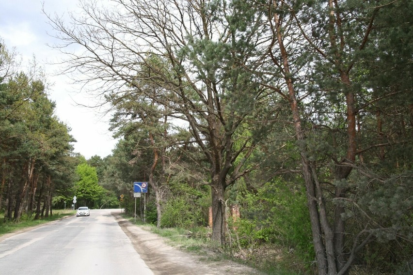 Na ulicy Chorzowskiej w Kielcach są suche drzewa, z których...