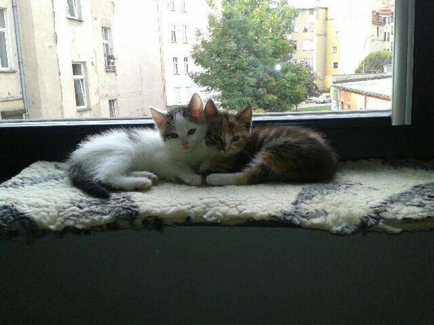 Agatka i Jacuś (to ten biały) – te dwa cudowne kociaki mają...