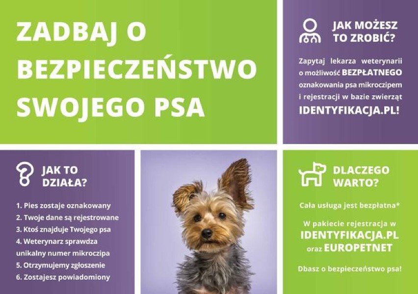 Akcja bezpłatnego czipowania psów w Piotrkowie 2022