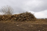 Upiorny widok. Skarpa Ursynowska bez drzew. Zieleń wróci, gdy powstanie obwodnica